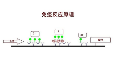 膠體金免疫層析技術是什么